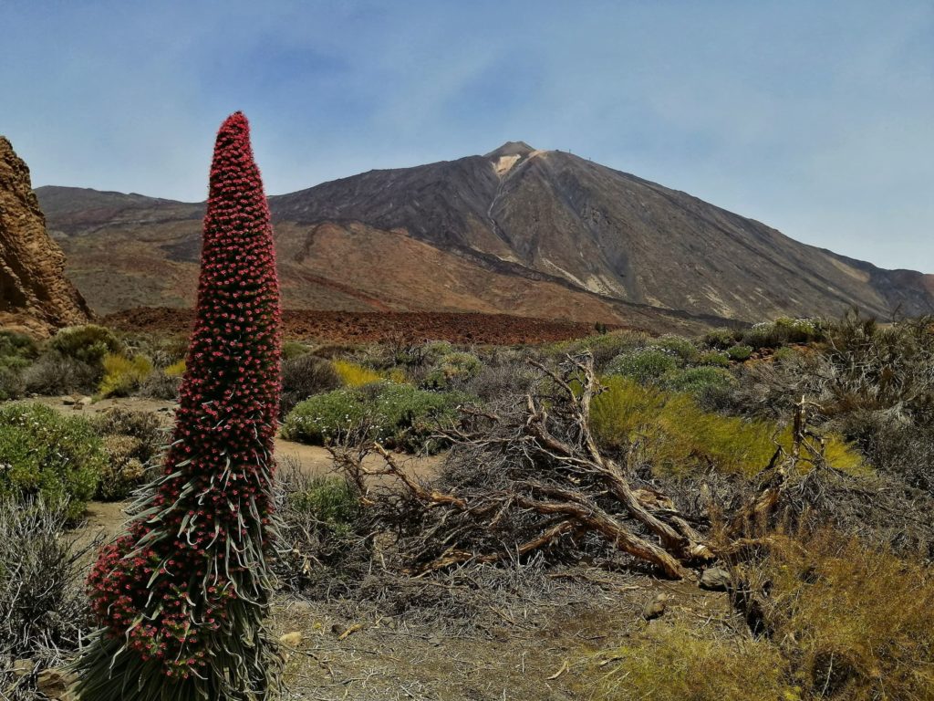 Teide Tenerife