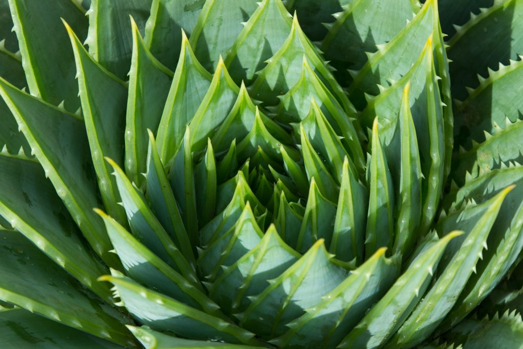 Aloe vera