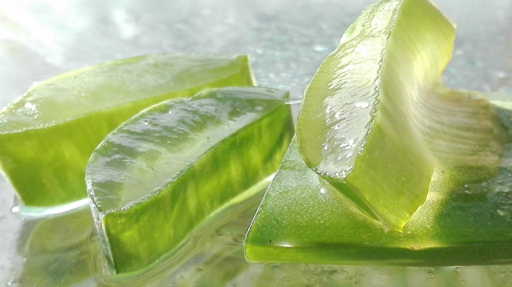 Aloe vera dužina